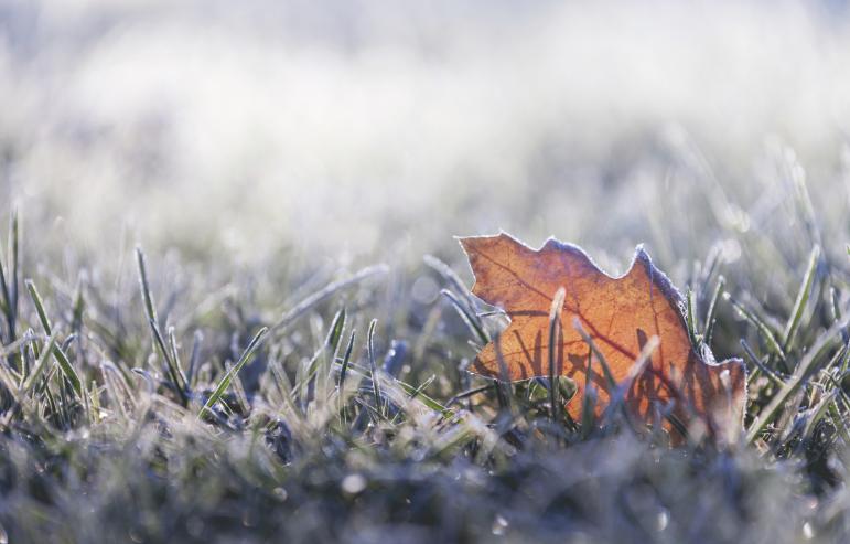 A maple leaf in the grass with frost on it