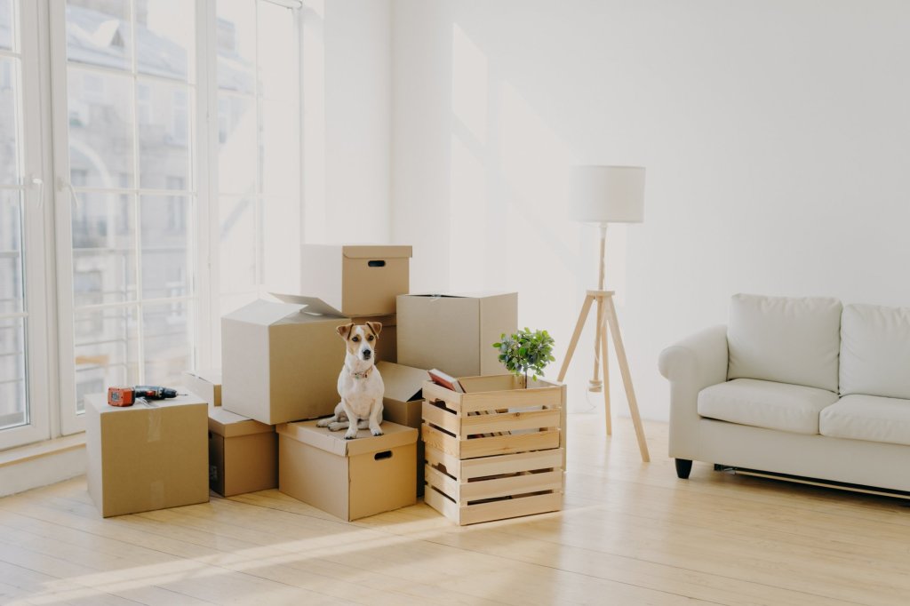 A dog sitting on top of a stack of cardboard boxes in a living room