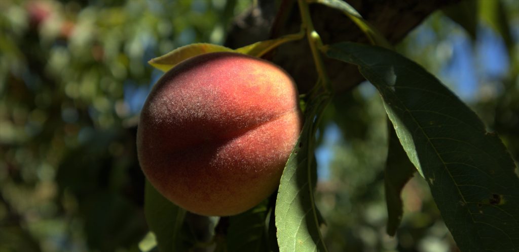 An image of a peach, which is a symbol of Georgia.